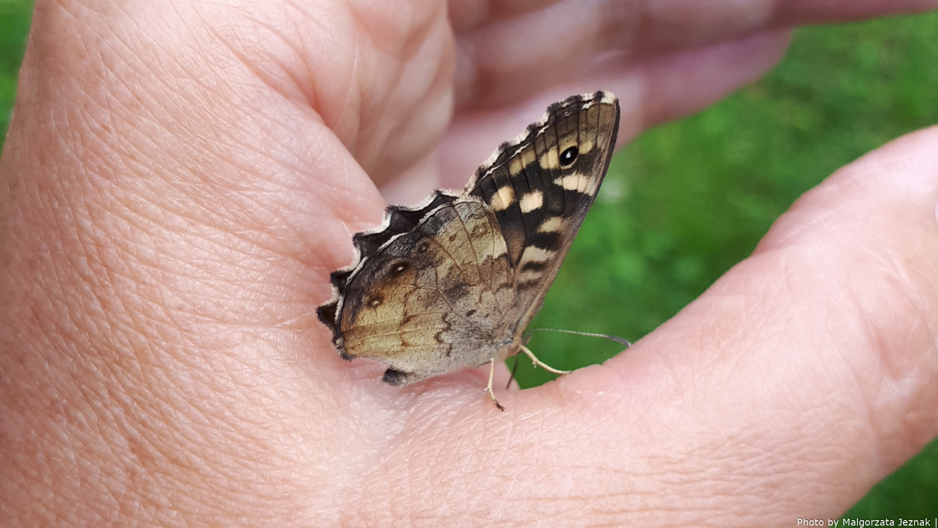 Pararge aegeria (Speckled wood, wing underside)