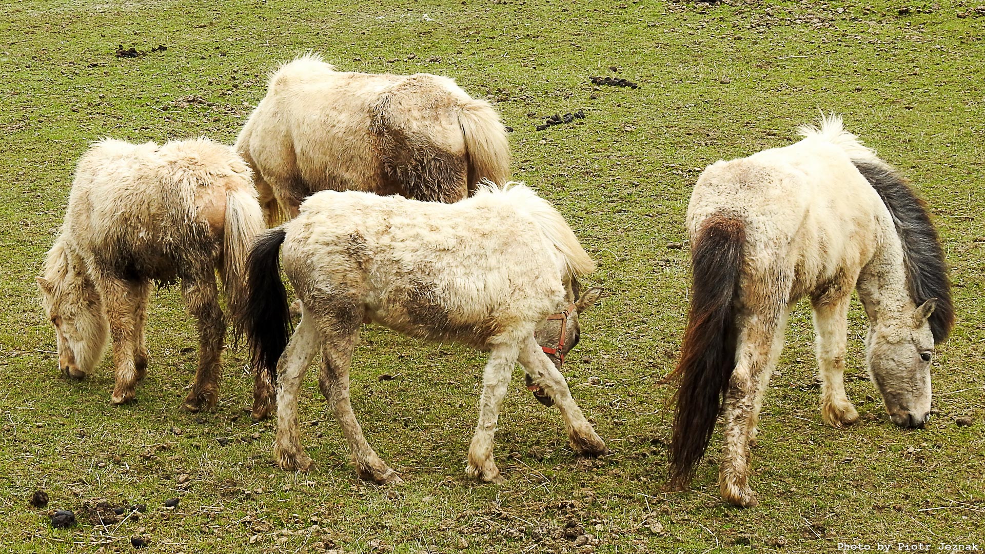 Icelandic horse