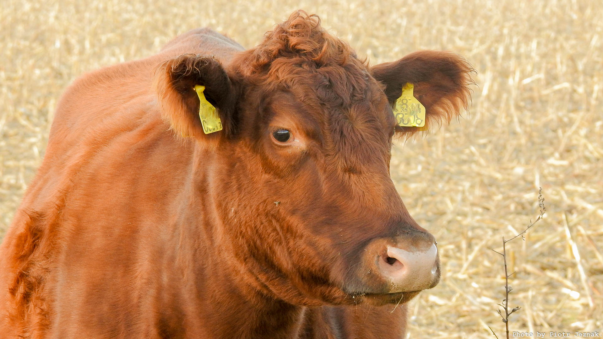 Red Poll Cattle